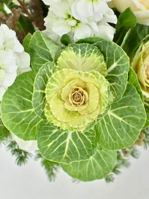 Brassica Bloom