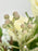 Brassica Bloom