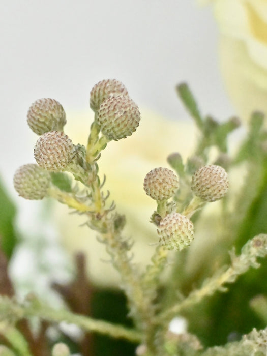 Brassica Bloom