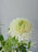 Rawda Floral Display