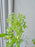 Rawda Floral Display