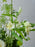 Rawda Floral Display