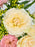 Mother's Day Flowers with Balloon