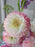 Blushing Pastel Acrylic Money Arrangement