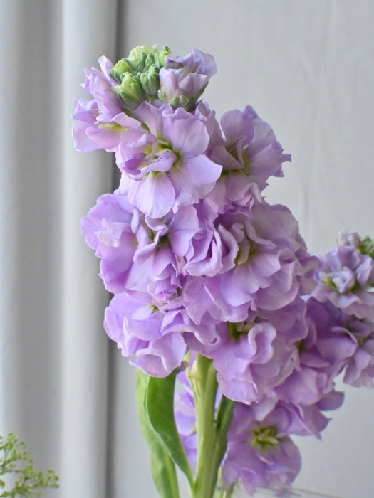 Blushing Pastel Acrylic Money Arrangement