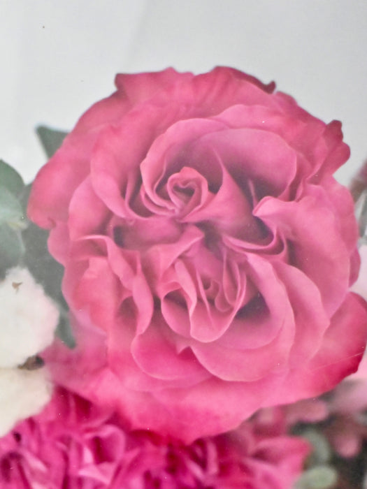 Cottony Pink