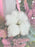 Cottony Pink