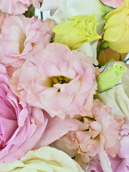 Full Bloom