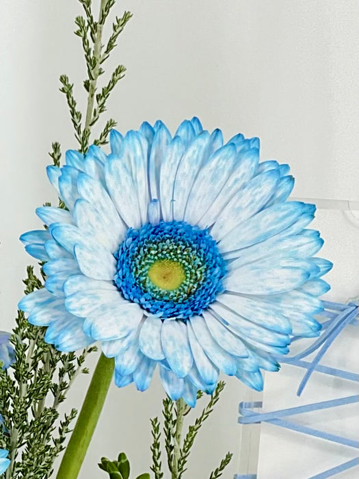 Dusty Blue Money Garden