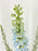 Dusty Blue Money Garden