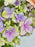 Mix Bloom