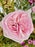 Pink Graduation Money Garden