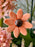 Blushing Flowery Garden