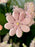Blushing Flowery Garden