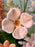 Blushing Flowery Garden