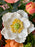 Peach Blossom Reverie