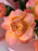Peach Blossom Reverie