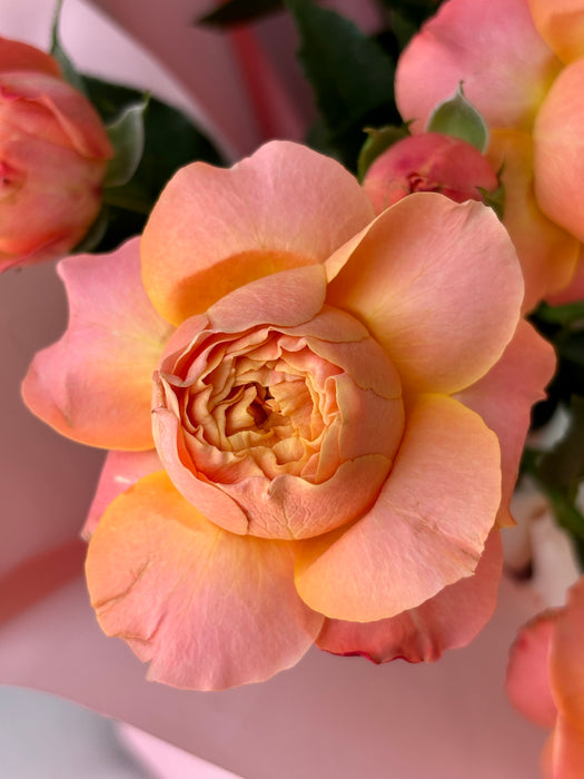 Peach Blossom Reverie