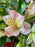 Peach Blossom Reverie