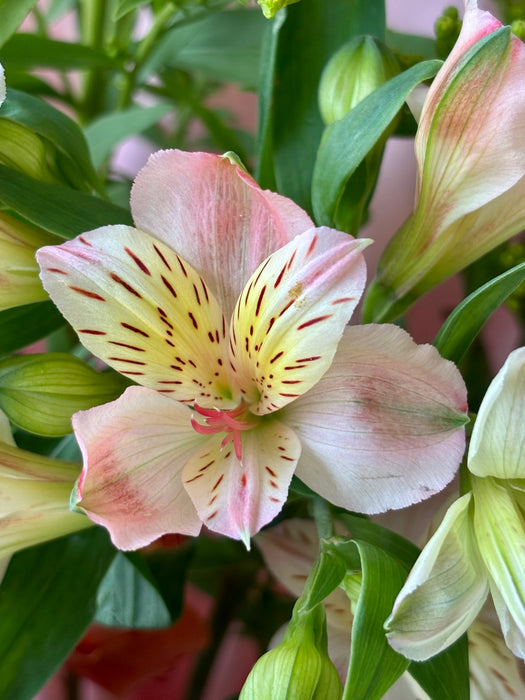 Peach Blossom Reverie