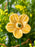 Meadow Lace Floral Garden