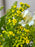 Meadow Lace Floral Garden