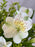 Meadow Lace Floral Garden