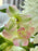 Natural Woven Flower Garden