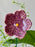Lavender Blush Royale