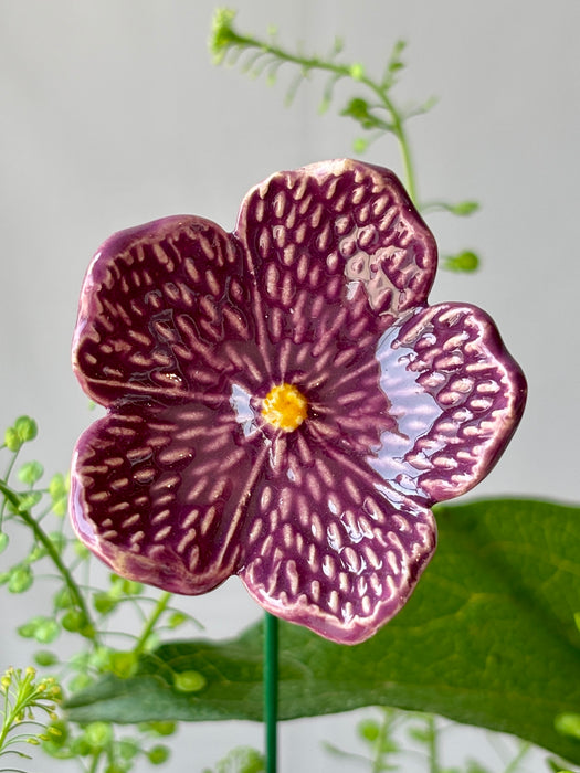 Lavender Blush Royale