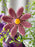 Lavender Blush Royale