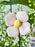 Lavender Blush Royale