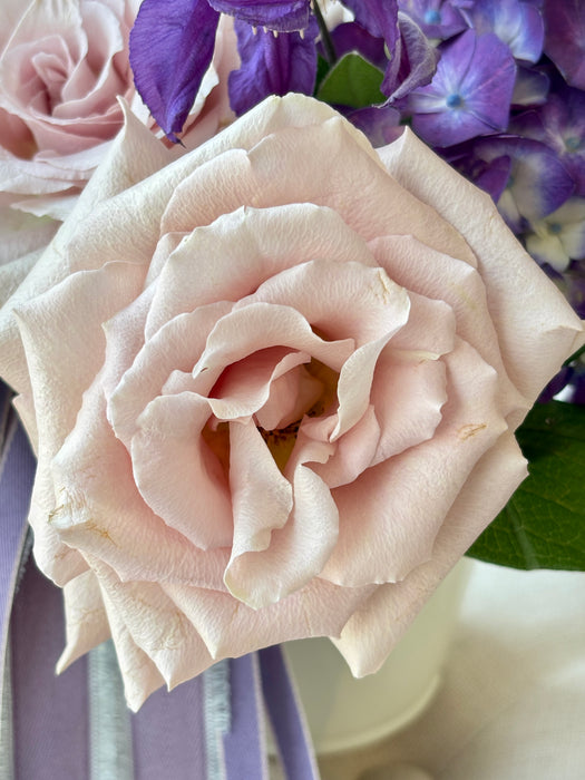 Lavender Blush Royale
