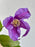 Lavender Blush Royale