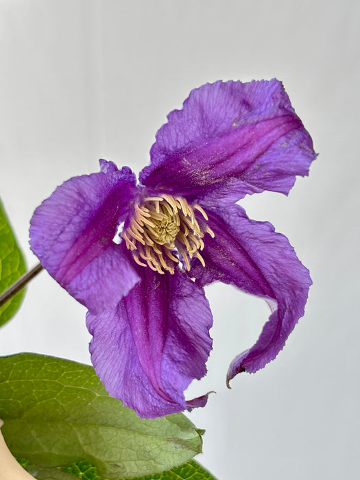 Lavender Blush Royale