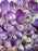 Lavender Blush Royale