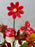 Scarlet Money Garden