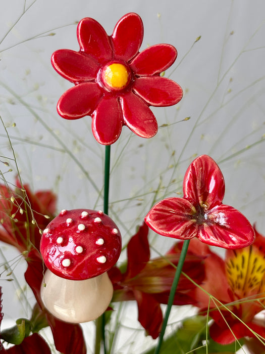 Scarlet Money Garden