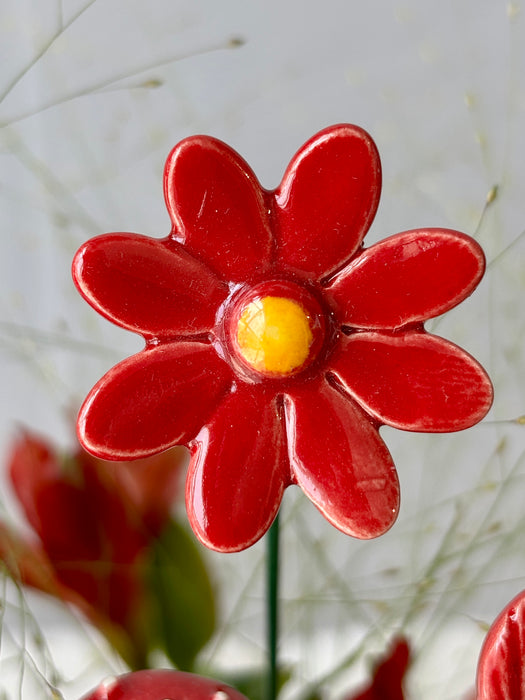 Scarlet Money Garden