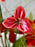 Scarlet Money Garden