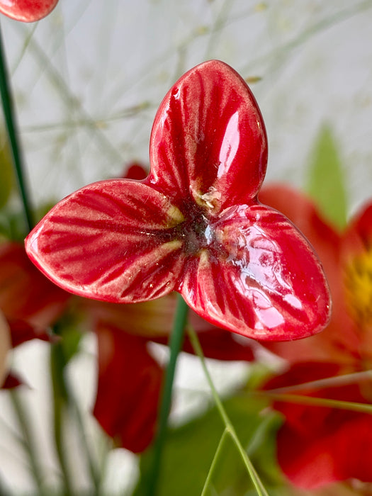 Scarlet Money Garden