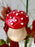 Scarlet Money Garden