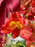 Scarlet Money Garden