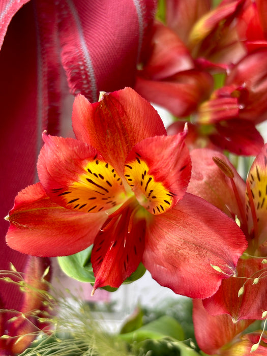 Scarlet Money Garden