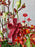 Scarlet Money Garden