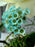 Azure Money Garden Keepsake