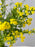 Azure Money Garden Keepsake