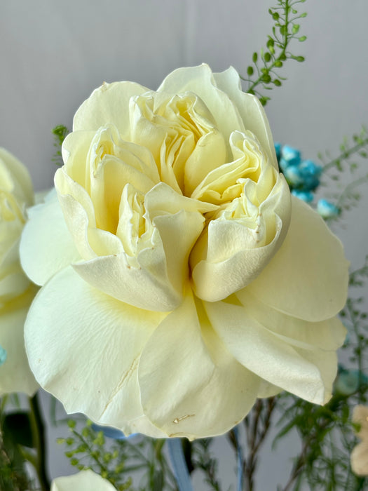 Azure Money Garden Keepsake