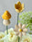 Golden Meadow Money Arrangement