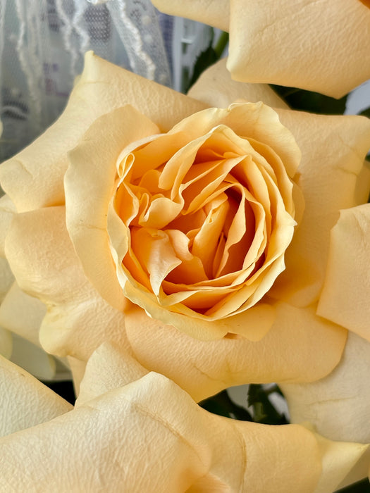 Golden Meadow Money Arrangement